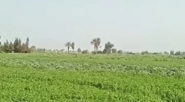 تقلبات جوية.. هبوب رياح وأمطار تضرب كفر الشيخ وسط توقعات بارتفاع الحرارة